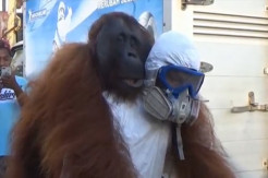 Bikin Resah Warga karena Masuk Kebun Nanas, Orangutan Ini Ditangkap