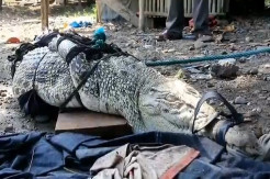 Naik ke Perahu Pencari Pasir, Buaya Muara Jantan Ini Ditangkap