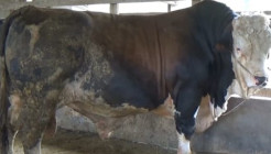 Penampakan Kandidat Sapi Qurban Presiden Jokowi
