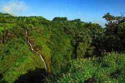 Rejeki Tak Terduga Dari Hutan, Bisa Menghasilkan USD2 Miliar per Tahun