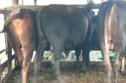 Teganya, 2 Sapi Kurban di Banyumas Dipotong Ekornya