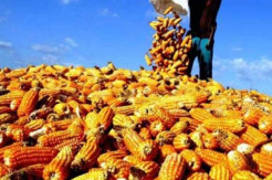 Harga Jagung Murah, Kades di Enrekang Kirim Surat ke Jokowi