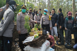 Gerebek Ladang Ganja di Lembang, Ada 36 Paket Siap Edar