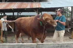 2 Sapi Calon Kurban Presiden Berbobot 1,1 Ton Seleksi Tes Kesehatan