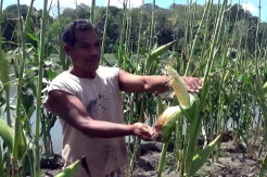 Puluhan Hektare Tanaman Jagung Dirusak Belalang Kembara, Petani Merugi