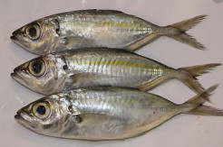 Berharga Murah, Ikan Ini Ternyata Lebih Bergizi Dibanding Salmon Lho