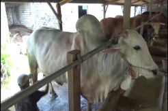 Sapi Ongole Dari Gresik, Dipesan Presiden Jokowi untuk Kurban