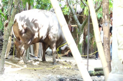 Tak Mau Berpisah dari Tuannya, Sapi 1,2 Ton yang Dibeli Presiden Ngamuk