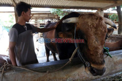 Sapi Seberat 1 Ton Milik Warga Kalbar dibeli Presiden Jokowi untuk Kurban