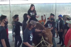 Via Vallen Naiki Hulk Sebelum Disembelih untuk Kurban