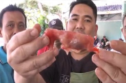 Heboh, Warga Temukan Janin di Kambing Jantan saat Sembelih Hewan Kurban
