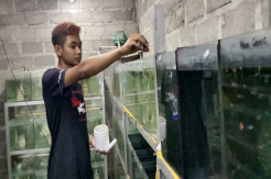 Warga Gunungkidul Budidayakan Ikan Guppy