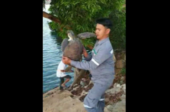 Terdampar di Pantai, Warga Selamatkan Seekor Anak Penyu