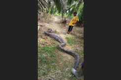 Ular Sanca Sawah Panjang 7 Meter Gegerkan Warga