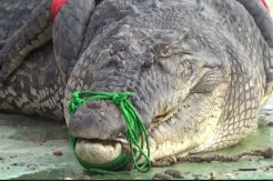 Terkam Warga, Buaya Sungai Kayu Besi Seberat 500 Kg Bakal Dipotong