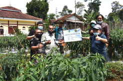 Pendampingan Demplot Dorong Kualitas Komoditas Pertanian Unggul