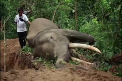 Tragis, Usai Hari Gajah Sedunia, Gajah Jinak di Aceh Tewas