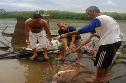 Usai Goreng Hiu, Nelayan di Muba Dapat Pari Seberat Dua Kuintal