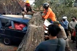 Pohon Asam Tumbang Renggut Jiwa Pengendara Minibus di Buleleng