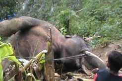 Sedih, Gajah di Aceh Mati Tersengat Listrik Perangkap Babi