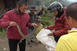Heboh, Warga Banto Darano Dikejutkan dengan Kemunculan Biawak di Sekitar Rumah