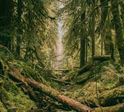 5 Hutan yang Diyakini Menyeramkan di Indonesia, Berani Coba?
