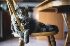 Waspadai 5 Bahaya Bulu Kucing buat Kesehatanmu!