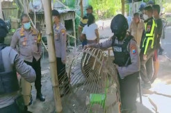 Gerebek Judi Sabung Ayam di Sidoarjo, Polisi Amankan 13 Tersangka