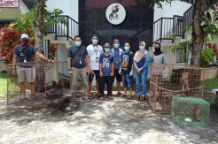 Pelihara Elang Jawa dan 4 Satwa Liar Tanpa Izin, Warga Sekadau Diamankan