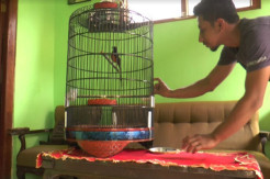Burung Stres Langsung Tokcer Lagi Suaranya Setelah Ditangani Pawang Burung Asal Probolinggo
