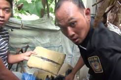Ibu dan Anak di Madina Sembunyikan 30 Kg Ganja di Rumah