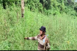 2 Hektare Ladang Ganja Ditemukan di Perbukitan Tor Sihite