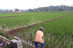 Pupuk Bersubsidi Sempat Hilang, Petani Terpaksa Beli Pupuk Nonsubsidi