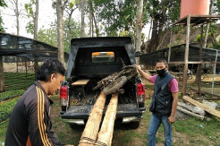 Dikejar Polisi Hutan, Pencuri Kayu Jati Lari Terbirit-birit