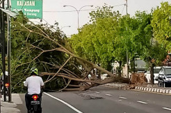 Sleman Dilanda Hujan Angin, Pohon Tumbang Timpa Atap Rumah