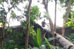 Pohon Kelapa Tumbang Timpa Rumah Warga Seyegan Sleman