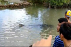 Hiu Paus Terdampar di Kawasan Wisata Mangrove Lombok Barat Hebohkan Warga