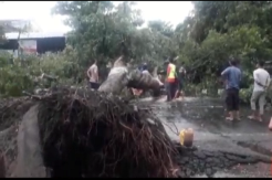 Belasan Pohon Tumbang Akibat Angin Kencang, 2 Mobil dan 1 Motor Rusak Parah