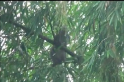 Tanda-tanda Alam Kawanan Monyet Mulai Turun dari Lereng Merapi