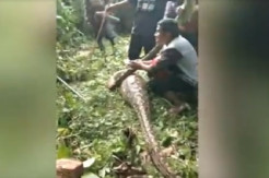 Usai Mangsa Sapi, Ular Piton 5 Mater Ditangkap Warga Mamuju Tengah