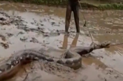 Beredar Video Warga Taklukan Ular Piton Raksasa Sepanjang 7 Meter di Air Berlumpur