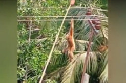 Takjub, Pengidap Gangguan Jiwa Selamatkan Kera yang Nyangkut di Kabel Listrik
