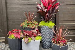 Grouping Plant Gagasan Menarik untuk Bercocok Tanam
