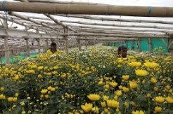 Permintaan Pasar Turun, Petani Bunga Krisan di Kulonprogo Merugi