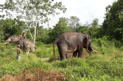 12 Gajah Liar Lampung Barat Gagal Dihalau, Malah Ngamuk dan Injak Warga