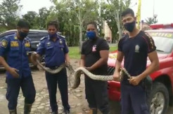 Mangsa Ternak Warga, Ular Sanca Sepanjang 6 Meter Ditangkap