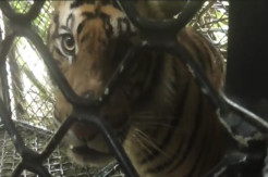 Memangsa Sapi Warga Aceh Singkil, Harimau Sumatera Ditangkap
