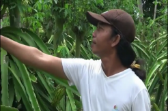 Warga Banyuwangi Gempar, Ada Penampakan Jokowi di Kebun Buah Naga