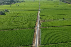 Curah Hujan Tinggi, Hama Tikus dan Ulat Serang Persawahan Desa Namang