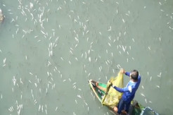 Heboh Fenomena Alam, Ribuan Ikan Tembang Terdampar di Muara Kali Baubau